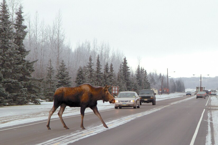A moose crosses the Davis Highway on Joint Base Elmendorf-Richardson. Moose kill more people each year than bears or wolves. (U.S. Air Force photo\John Pennell)