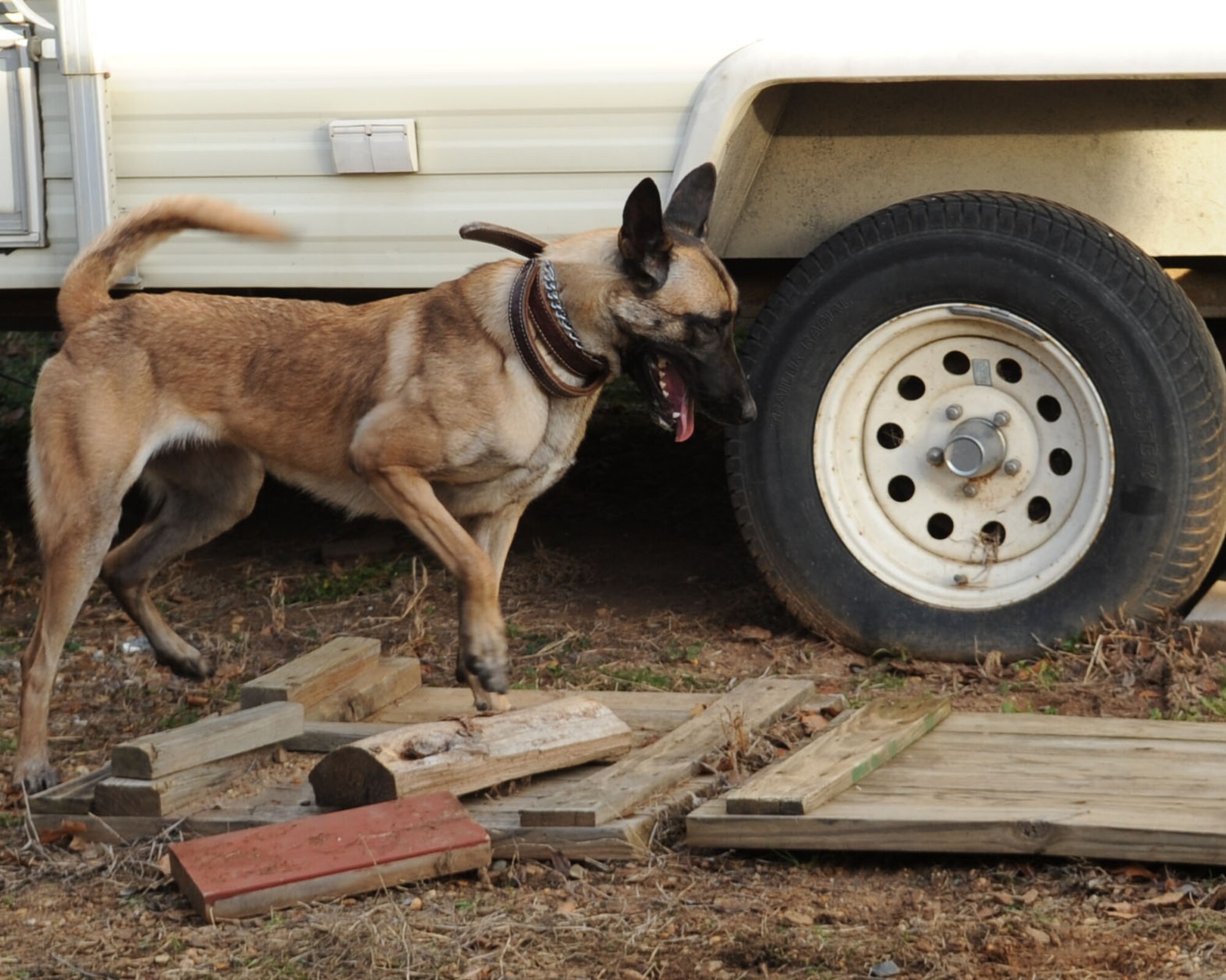 Mila, 2nd Security Forces Squadron military working dog, identifies a simulated bomb during a training exercise on Barksdale Air Force Base, La., Jan 7. MWDs are trained in many things such as street patrol, maintaining and guarding entry control points, and detection of narcotics and ordnance.  Sweeps of buildings, vehicles, warehouses, open fields or areas are conducted as well. (U.S. Air Force photo/Airman 1st Class Sean Martin)(Released)