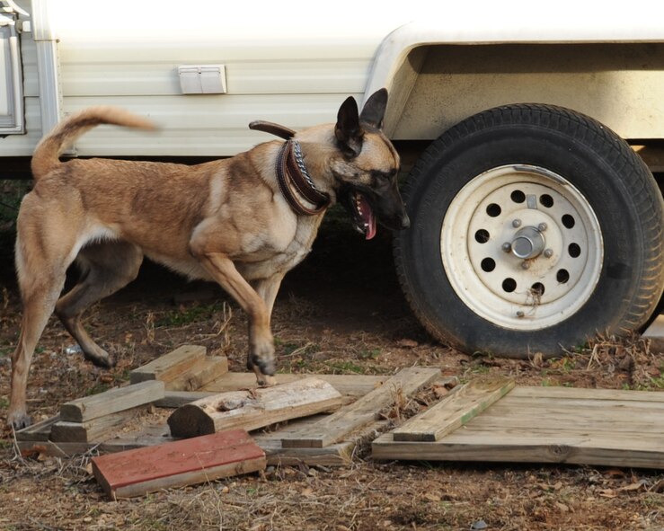 Mila, 2nd Security Forces Squadron military working dog, identifies a simulated bomb during a training exercise on Barksdale Air Force Base, La., Jan 7. MWDs are trained in many things such as street patrol, maintaining and guarding entry control points, and detection of narcotics and ordnance.  Sweeps of buildings, vehicles, warehouses, open fields or areas are conducted as well. (U.S. Air Force photo/Airman 1st Class Sean Martin)(Released)