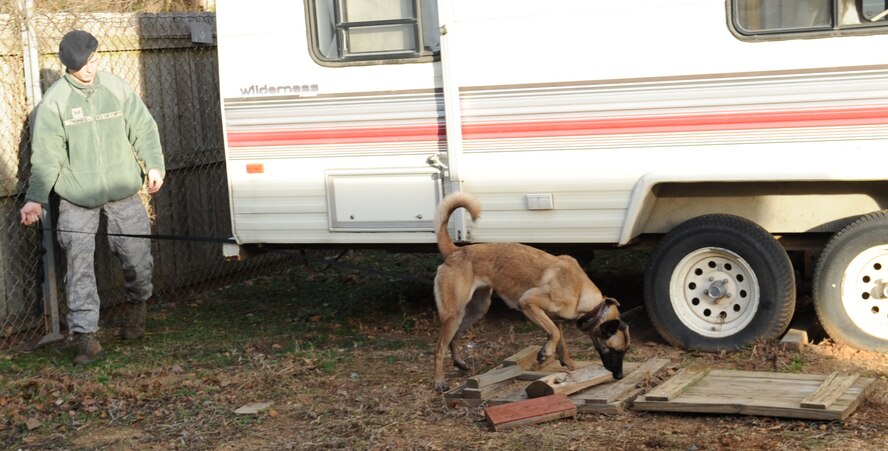 Staff Sgt. Mark Chojnacki, 2nd Security Forces Squadron military working dog handler, leads his dog Mila, MWD, on a search on Barksdale Air Force Base, La., Jan. 7. MWDs are trained in many things such as street patrol, maintaining and guarding entry control points, and detection of narcotics and ordnance.  Sweeps of buildings, vehicles, warehouses, open fields or areas are conducted as well. (U.S. Air Force photo/Airman 1st Class Sean Martin)(Released)