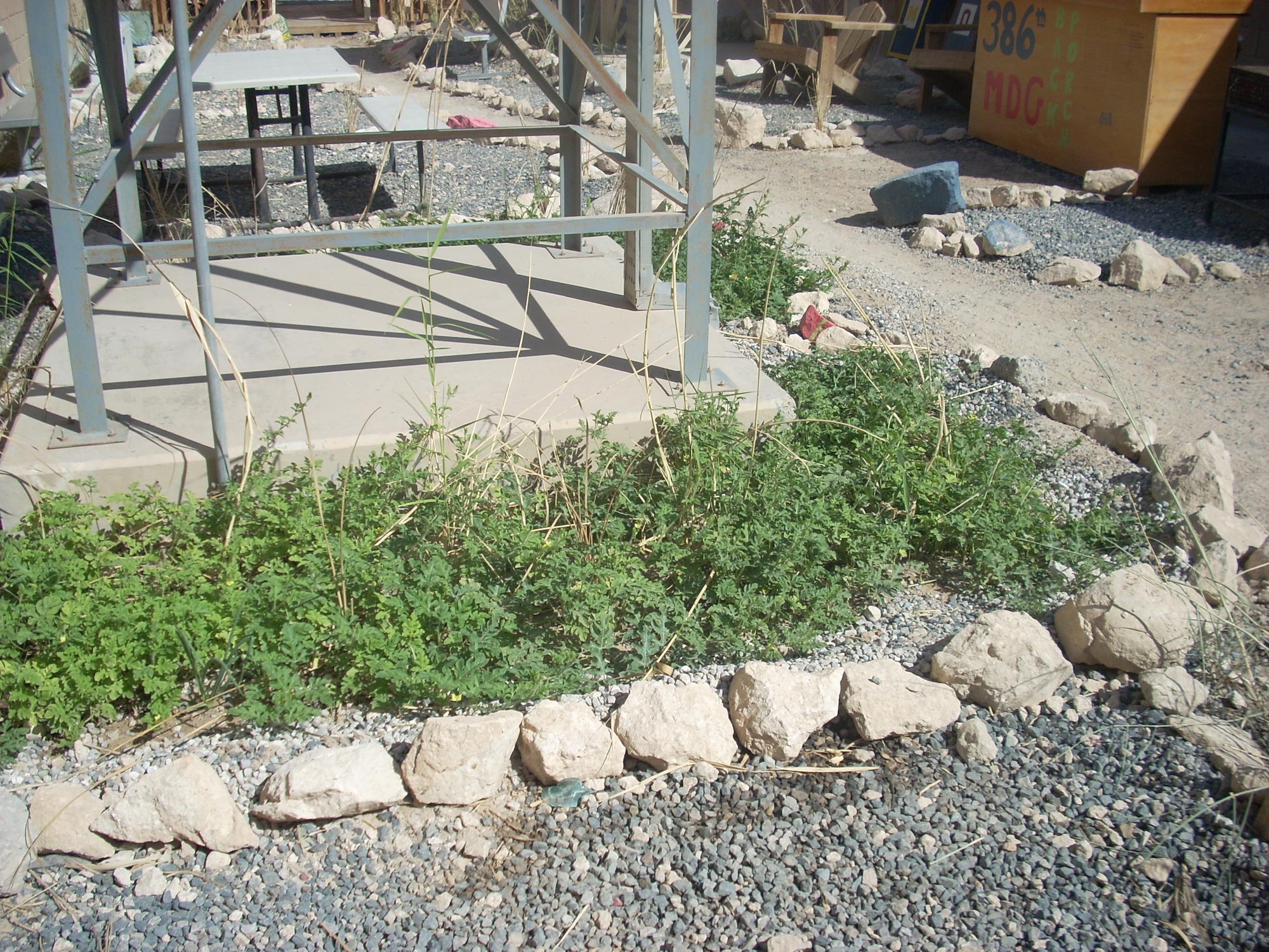 Watermelon plants grow in abundance in the garden patio of the 386th Expeditionary Medical Group. Col. Reynold D'Lima, a provider with the 386th EMDG, worked hard to turn the patio into the flourishing garden it is now. (U.S. Air Force courtesy photo)          