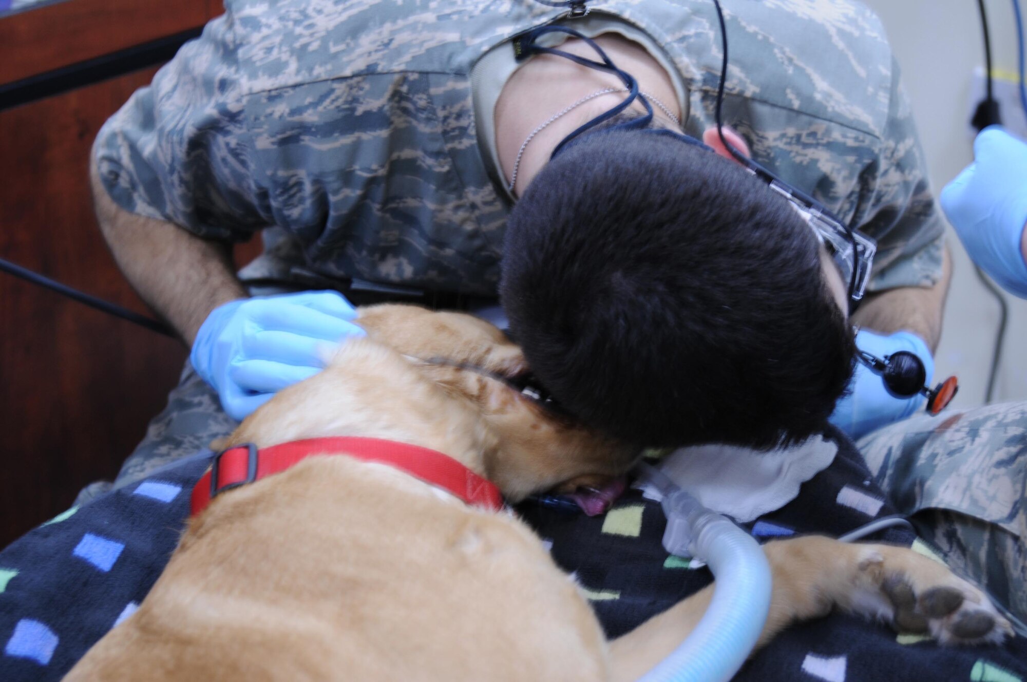Capt. Matt Synder, a dentist with the 386th Expediationary Medical Group, listens closely to ensure the breathing equipment hooked to Nina, a contract working dog, is working correctly. Captain Synder and his dental technician, along with the veterinarian here, work together to provide dental services to military and contract working dogs. (U.S. Air Force photo by Staff Sgt. Patrice Clarke)