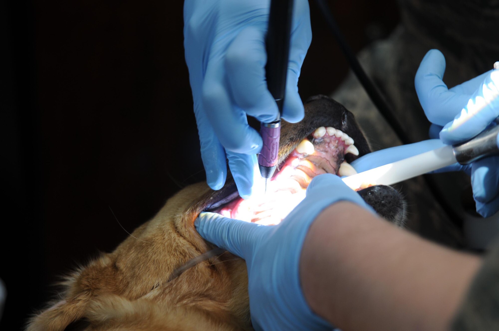 Capt. Matt Synder, a dentist with the 386th Expeditionary Medical Group, cleans the teeth of Nina, a contract working dog, early New Years day. Captain Synder and his dental technician, along with the veterinarian here, work together to provide dental services to military and contract working dogs. (U.S. Air Force photo by Staff Sgt. Patrice Clarke)