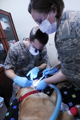 Capt. Matt Synder, 386th Expeditionary Medical Group dentist, cleans Nina's teeth while, Tech. Sgt. Mary Anne Neffle, 386th EMDG dental technician, assists. Nina is a contract working dog who benefits from the partnership between the dentist and the veterinarian here. (U.S. Air Force photo by Staff Sgt. Patrice Clarke)