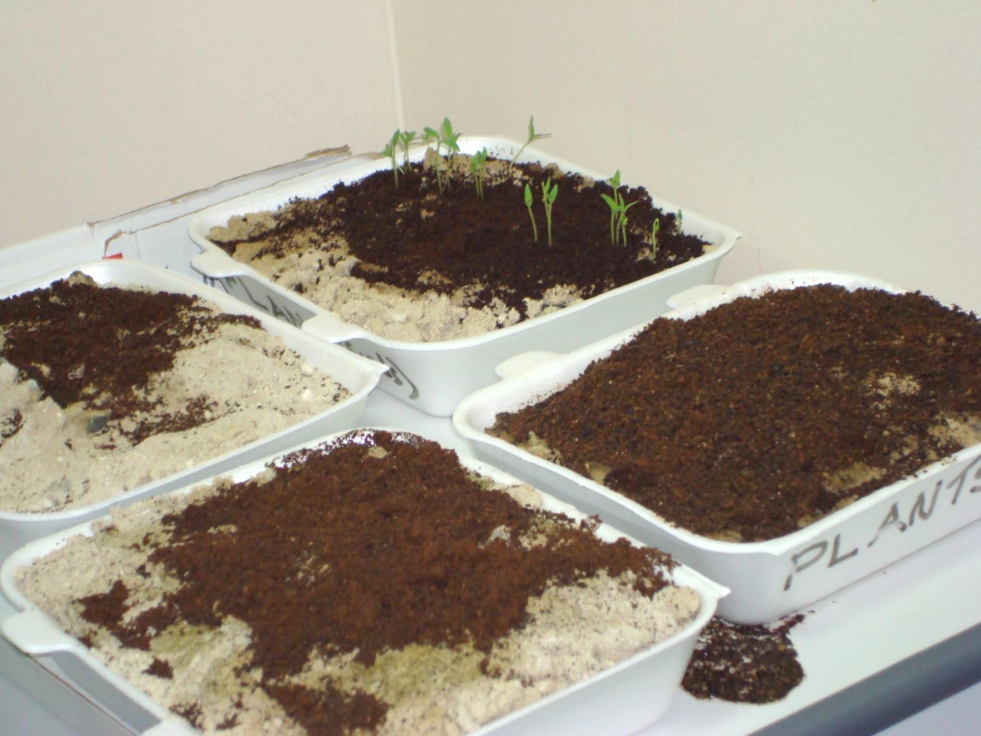 Seeds collected from the fruits and vegetables served at the dining facility were planted in Styrofoam containers with spent coffee grounds as compost and kept inside away from the desert summer sun while they took root.(Courtesy photo)