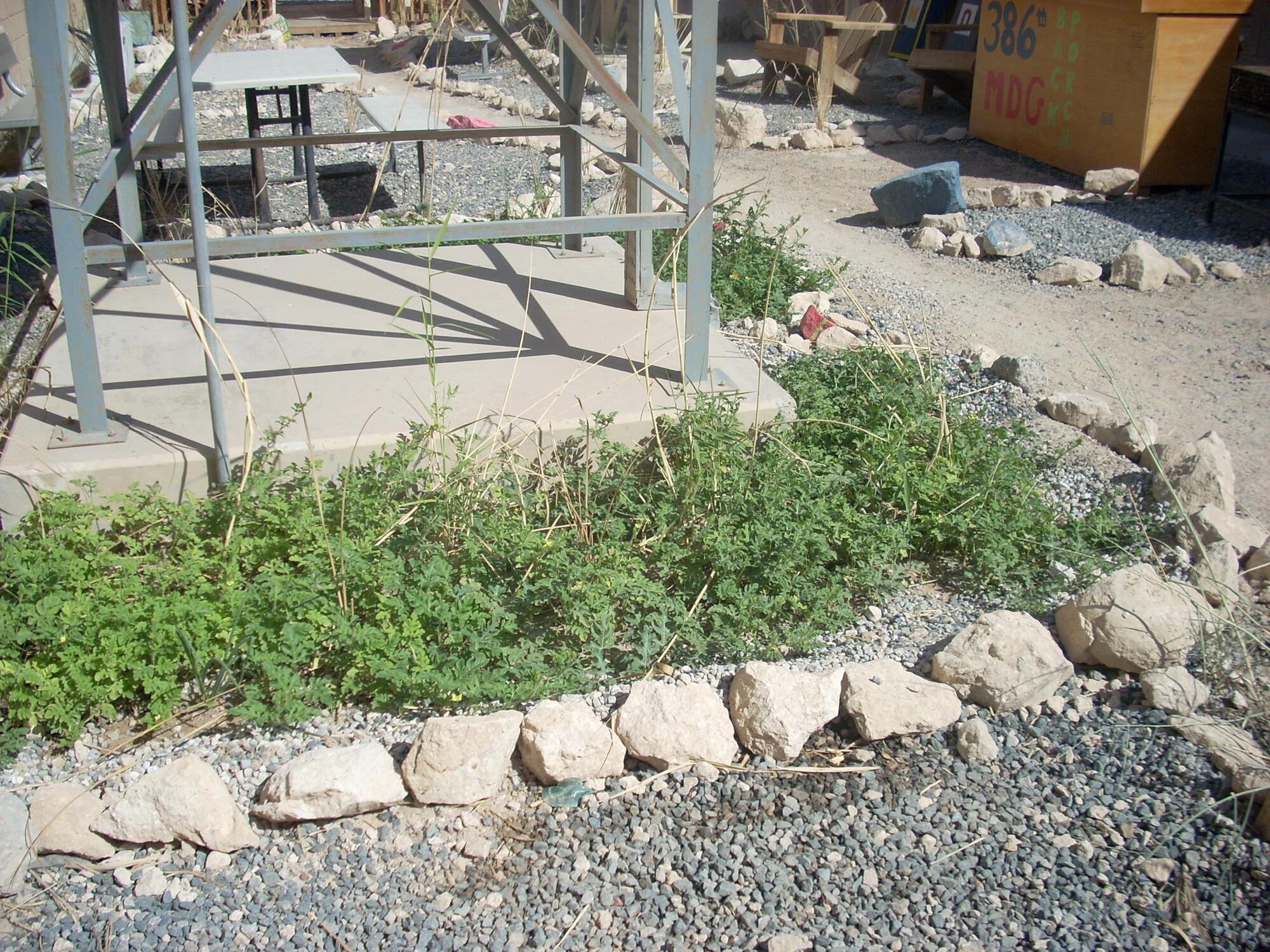 Watermelon plants grow in abundance in the garden patio of the 386th Expeditionary Medical Group in Southwest Asia. Col. Reynold D'Lima turned the patio into a garden. Colonel D'Lima is a provider assigned to the 386th EMDG. (Courtesy photo)