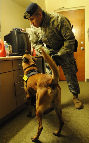 DYESS AIR FORCE BASE, Texas—Staff Sgt. Michael Gwin and his military working dog Rex, 7th Security Forces Squadron, inspect a dorm room Jan. 18 at Gaylor Hall here. Col. David Béen, 7th Bomb Wing commander, directed a morale, health and welfare inspection in an effort to enforce zero tolerance for misconduct or misbehavior. During this inspection, dorm residents were taken for drug testing while their rooms were inspected by first sergeants and MWD for drugs, weapons and other unauthorized items. (U.S Air Force photo/ Airman 1st Class Shannon Hall) 