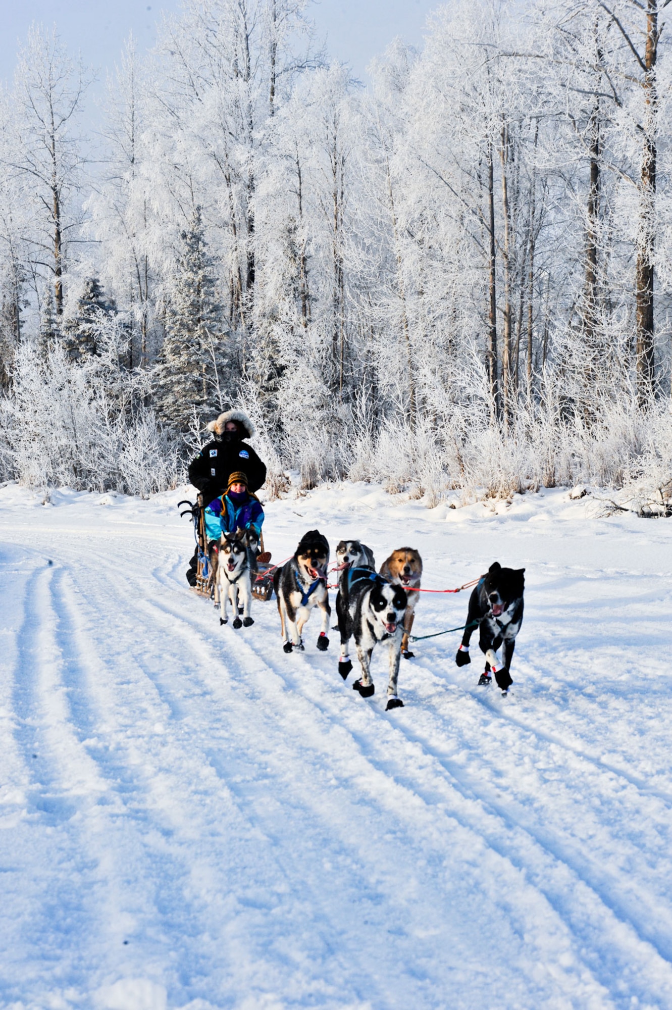 Robert Sexton, a dog musher from Willow, gives rides to JBER populace during the annual family fishing tournament, Jan. 8.   (U.S. Air Force photo/A1C Jack Sanders)
