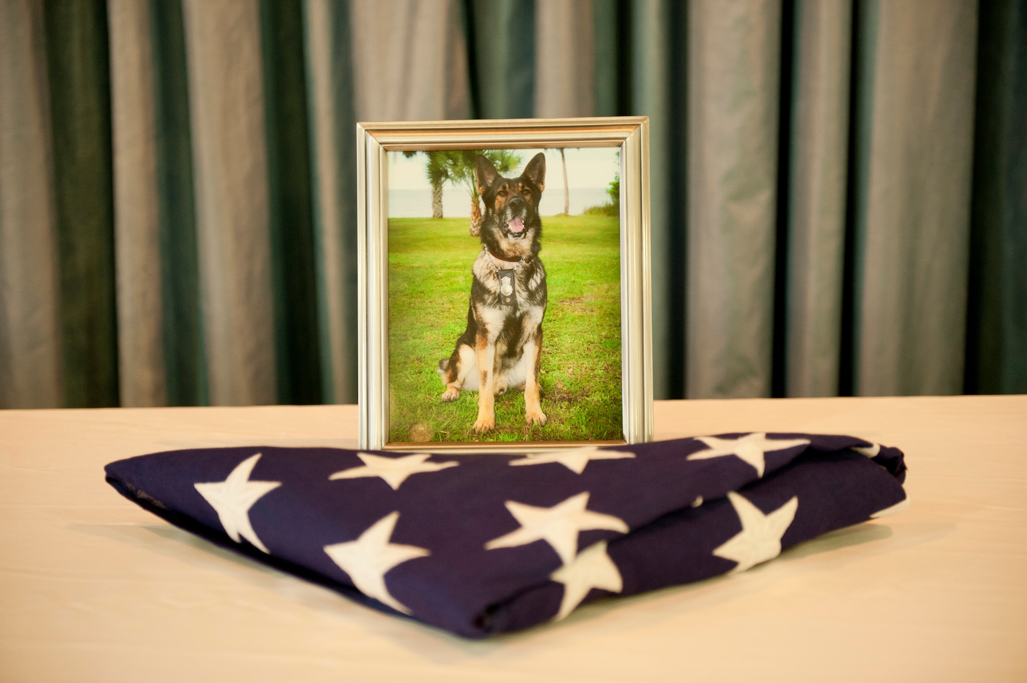 A photo of military working dog Walker is placed next to the American flag during a memorial service honoring his life and military service Jan. 18. (U.S. Air Force photo by Jonathan Gibson)