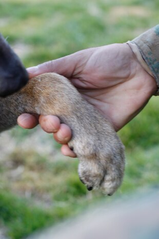 Lance Cpl. Seth P. Stringham, a military working dog handler, shakes hands with K-9 partner Cpl. Maxi J232 at the kennel here Tuesday. Simple commands, like shaking hands, reinforce the training K-9 teams go through so they can rely on each other on patrol.