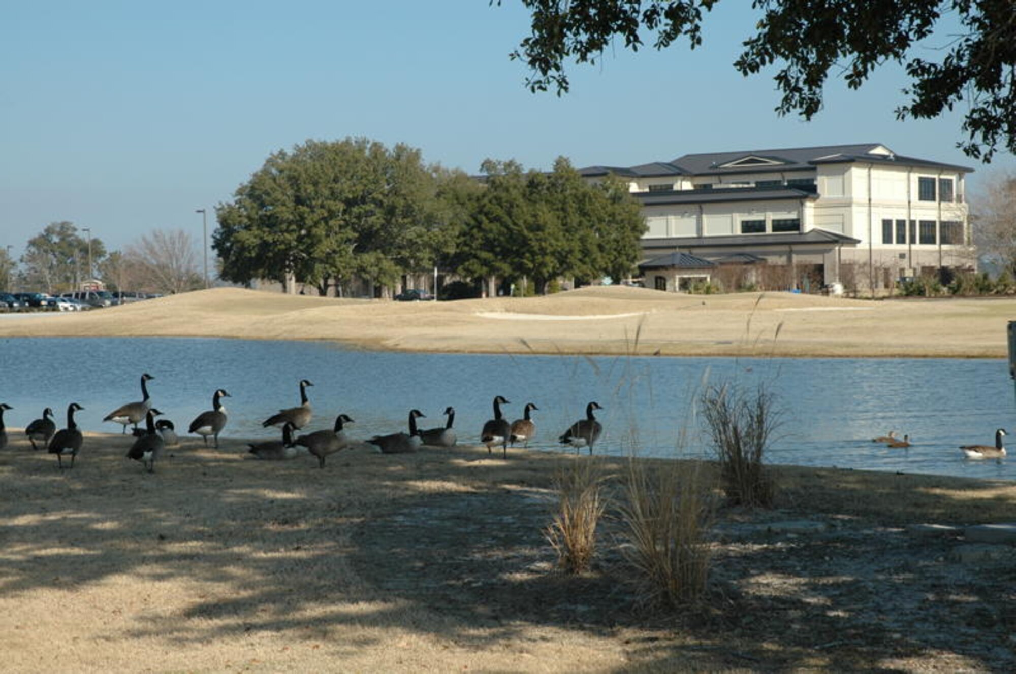 A flock of geese gathering along the shore of Biloxi’s Back Bay looks harmless until their flight path crosses with a C-130. (U.S. Air Force photo by Jonny Blair)