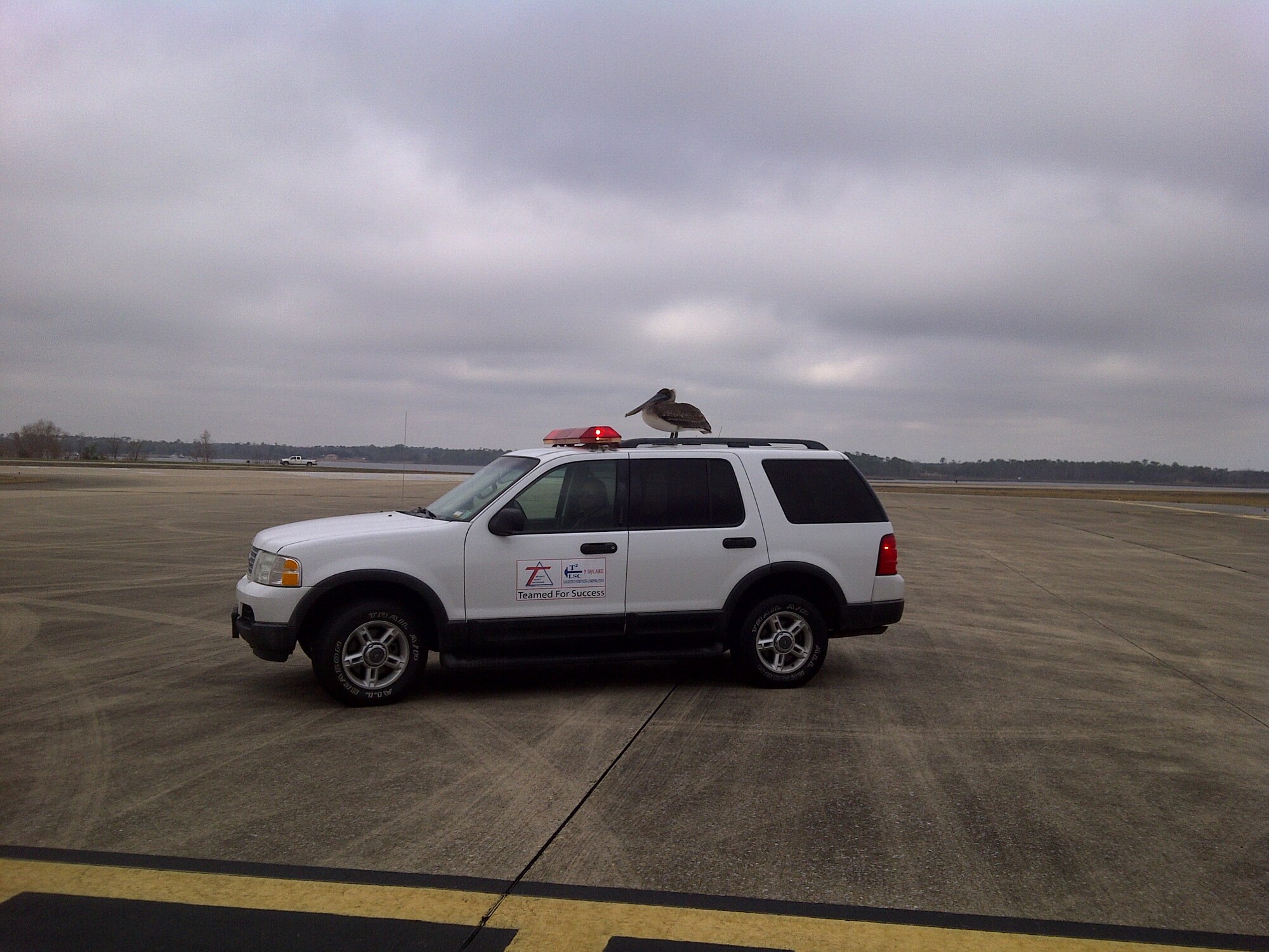 A white pelican landed on top of the airfield manager’s truck at the north end of the runway during a routine runway inspection.  (U.S. Air Force photo by Jonny Blair)