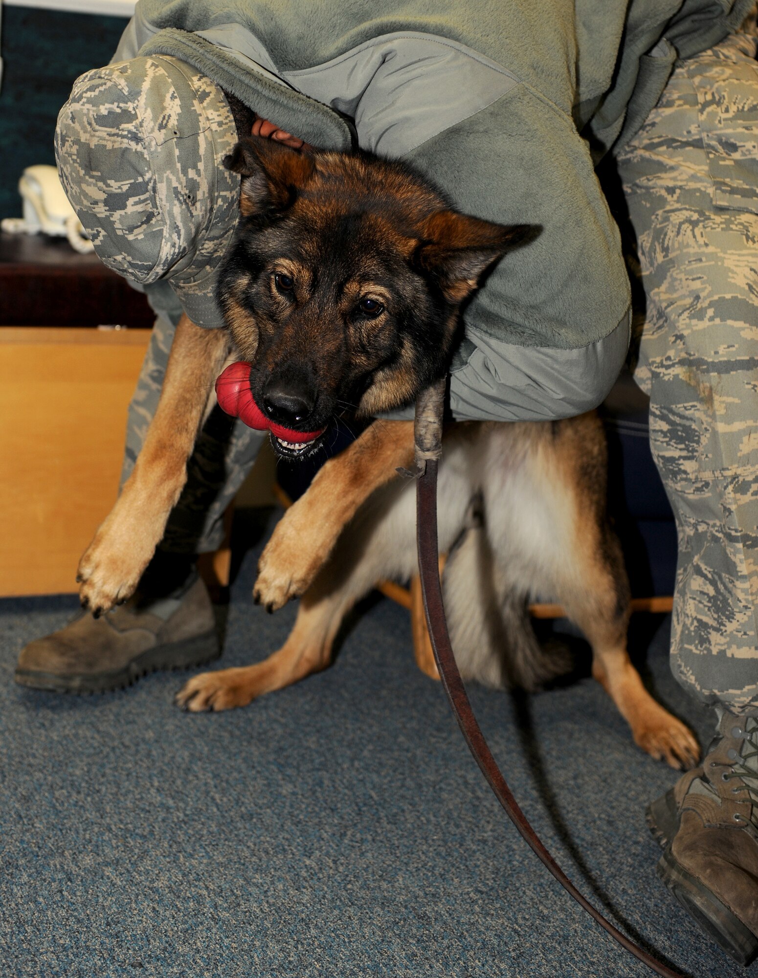 RAF MILDENHALL, England -- Gena, 100th Security Forces Squadron patrol detection dog, enjoys her kong toy and some affection from her handler, Staff Sgt.  Billy Loftan, 100th Security Forces Squadron military working dog handler at the passenger terminal here Jan. 27, 2011.  These are her rewards for finding training aids that were planted throughout the PAX terminal for her to seek out as part of a training exercise.  (U.S. Air Force photo/Senior Airman Tabitha M. Lee)
