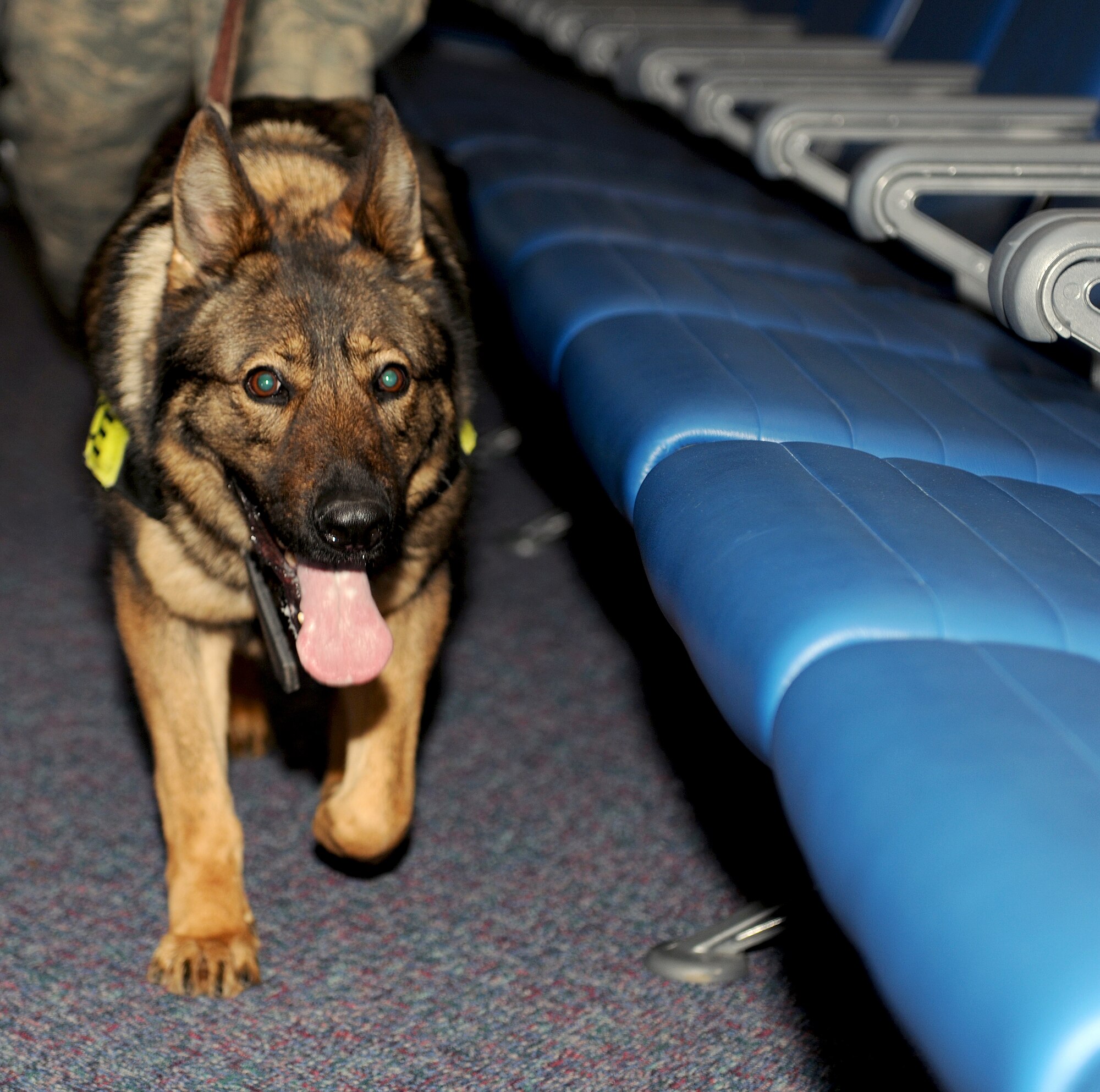 RAF MILDENHALL, England -- Gena, 100th Security Forces Squadron patrol detection dog, seeks a training aid in the passenger terminal here Jan. 27, 2011.  Training aids were planted throughout the PAX terminal for Jena to seek out as part of a training exercise. (U.S. Air Force photo/Senior Airman Tabitha M. Lee)