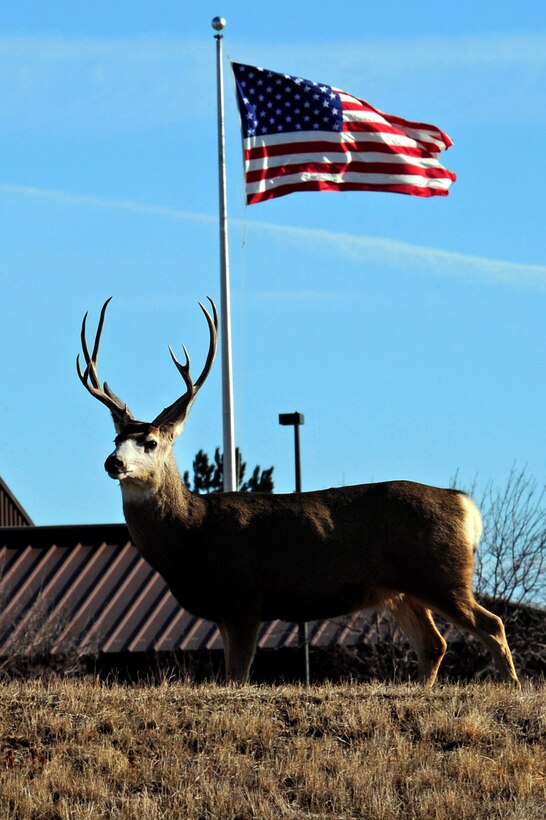 A buck stands across the street from the 28th Bomb Wing Headquarters on Ellsworth Air Force Base, S.D., Jan. 26, 2011.  The 28th Bomb Wing Ground Safety Office reminds Airmen that it’s important to be aware of the presence of deer, and other wildlife on base, to avoid possible collisions. (U.S. Air Force photo/Staff Sgt. Marc I. Lane)