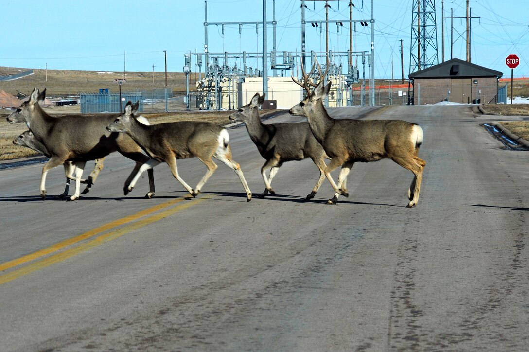 Several deer cross Twining street on Ellsworth Air Force Base, S.D., Jan. 26, 2011.  According to the 28th Bomb Wing Ground Safety Office, deer rarely travel alone,  so if one is seen there’s a good chance more are in the area.  Drivers should follow posted speed limits and allow enough time to react, if a deer crosses their path. (U.S. Air Force photo/Staff Sgt. Marc I. Lane)