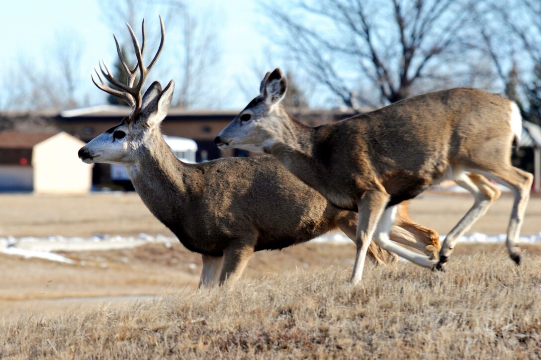 Two deer run across a field on Ellsworth Air Force Base, S.D., Jan. 26, 2011.  According to the 28th Bomb Wing Ground Safety Office, following posted speed limits and being aware of wildlife, as well as other drivers who suddenly slow for wildlife, dramatically decreases the chances of a collision. (U.S. Air Force photo/Staff Sgt. Marc I. Lane)