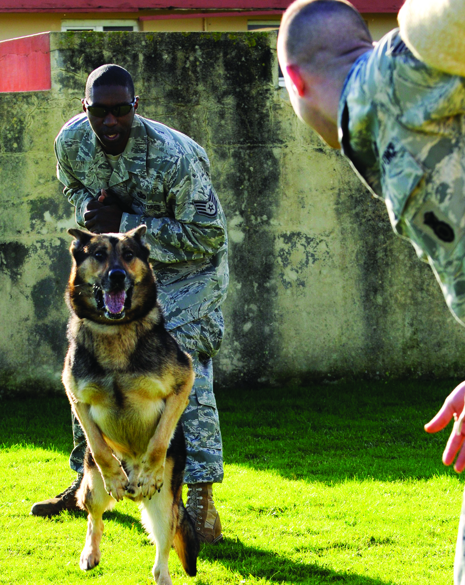 Security forces K9 a huge force multiplier at Lajes > U.S. Air Forces