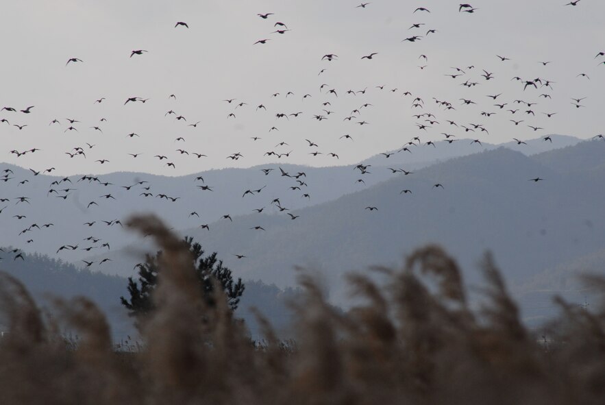 Suncheon Bay, Republic of Korea. (U.S. Air Force photo/Staff Sgt. Eric Burks)