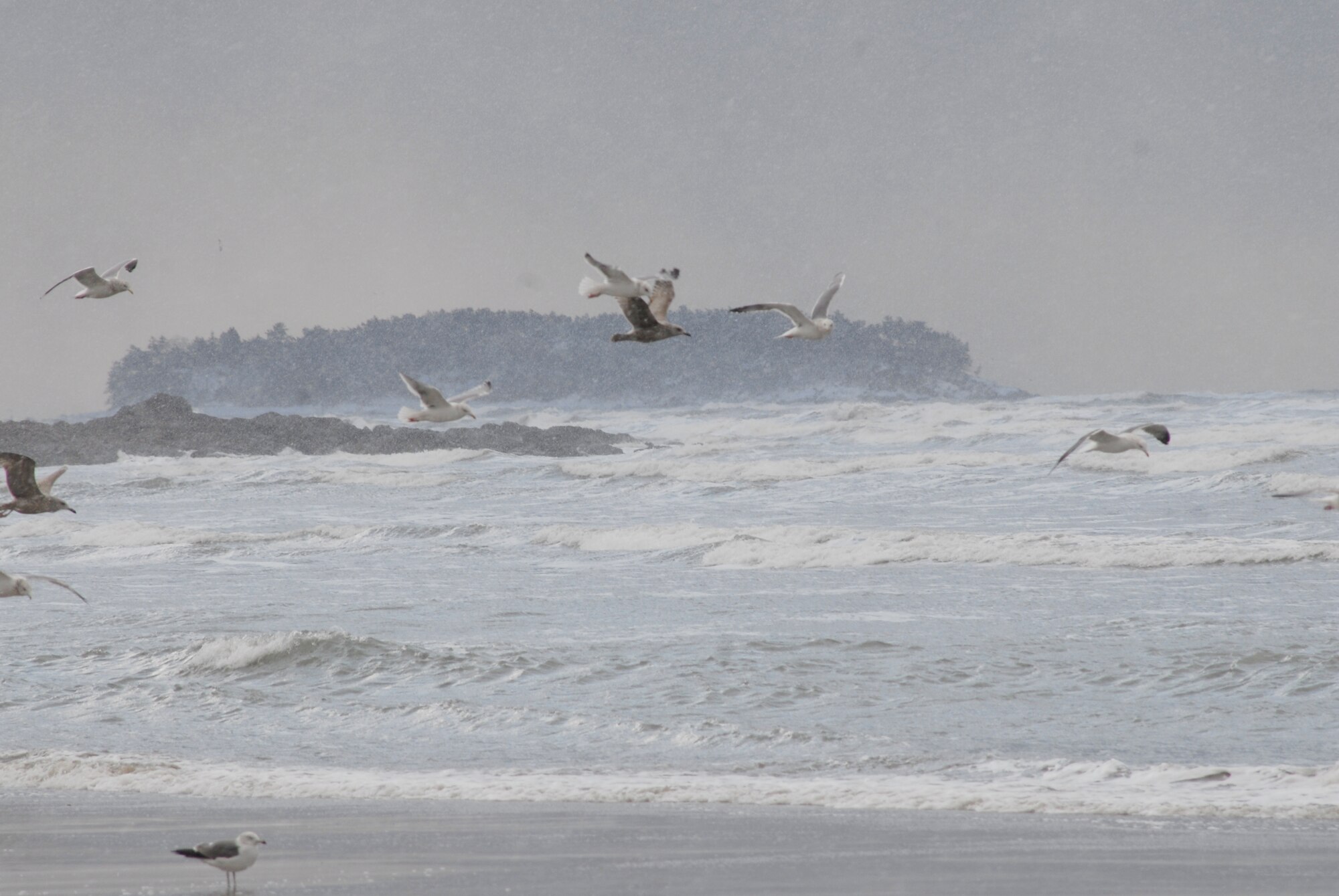 Seagulls fly into the wind at Byeonsan Beach. (U.S. Air Force photo/Staff Sgt. Eric Burks)