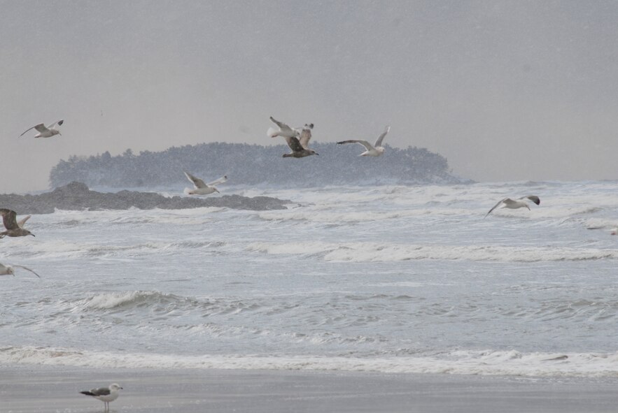 Seagulls fly into the wind at Byeonsan Beach. (U.S. Air Force photo/Staff Sgt. Eric Burks)