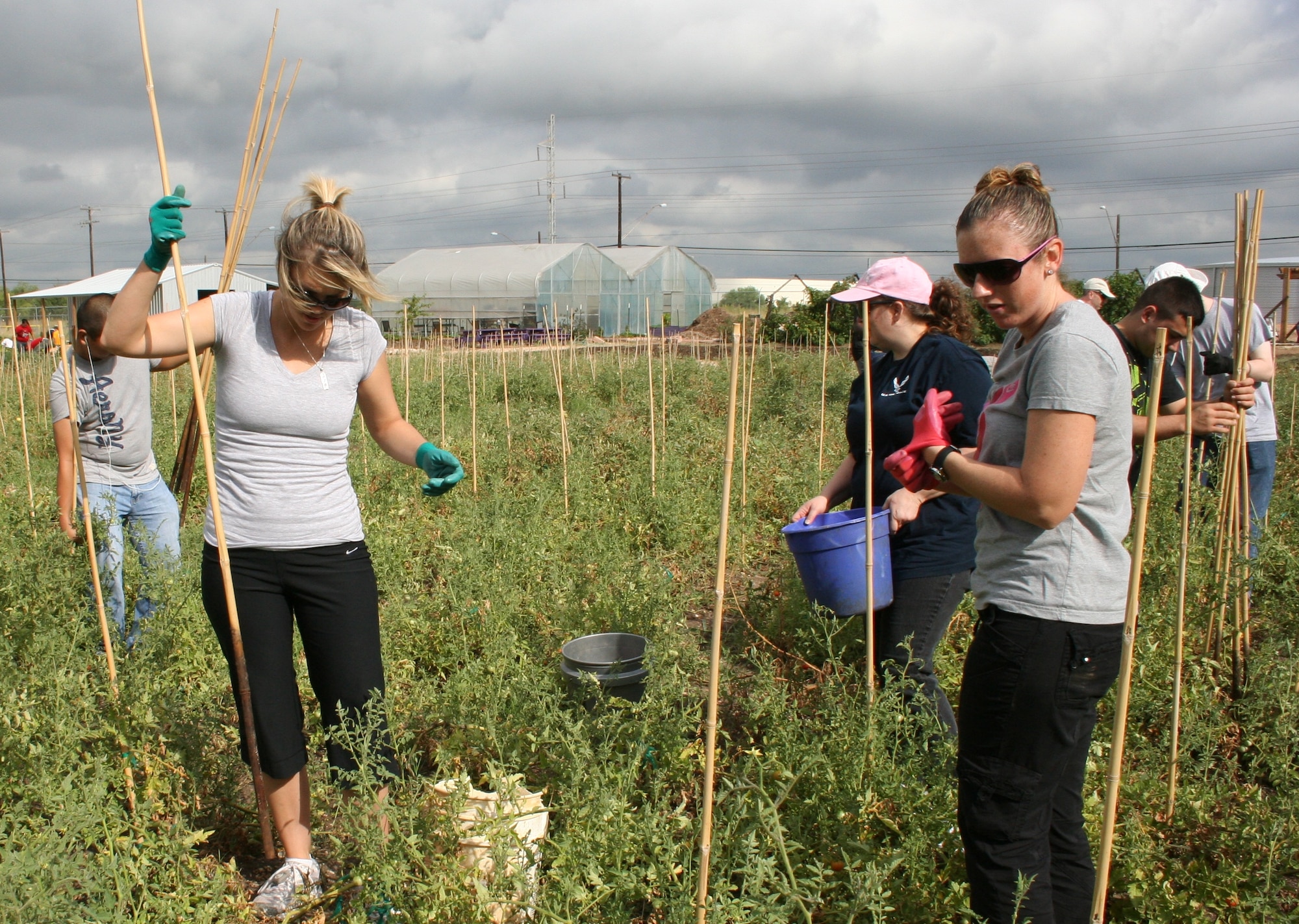 AFPC assignment team volunteers harvest produce at the San Antonio Food Bank. (U.S. Air Force photo/Debbie. Gildea)
