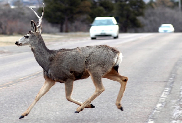 A mule deer crosses a road on the Air Force Academy March 8, 2007. Vehicle collisions with wildlife are the second-leading cause of accidents on the Academy, which has a deer population of about 250 and an elk population of roughly 35. (U.S. Air Force photo/Mike Kaplan)