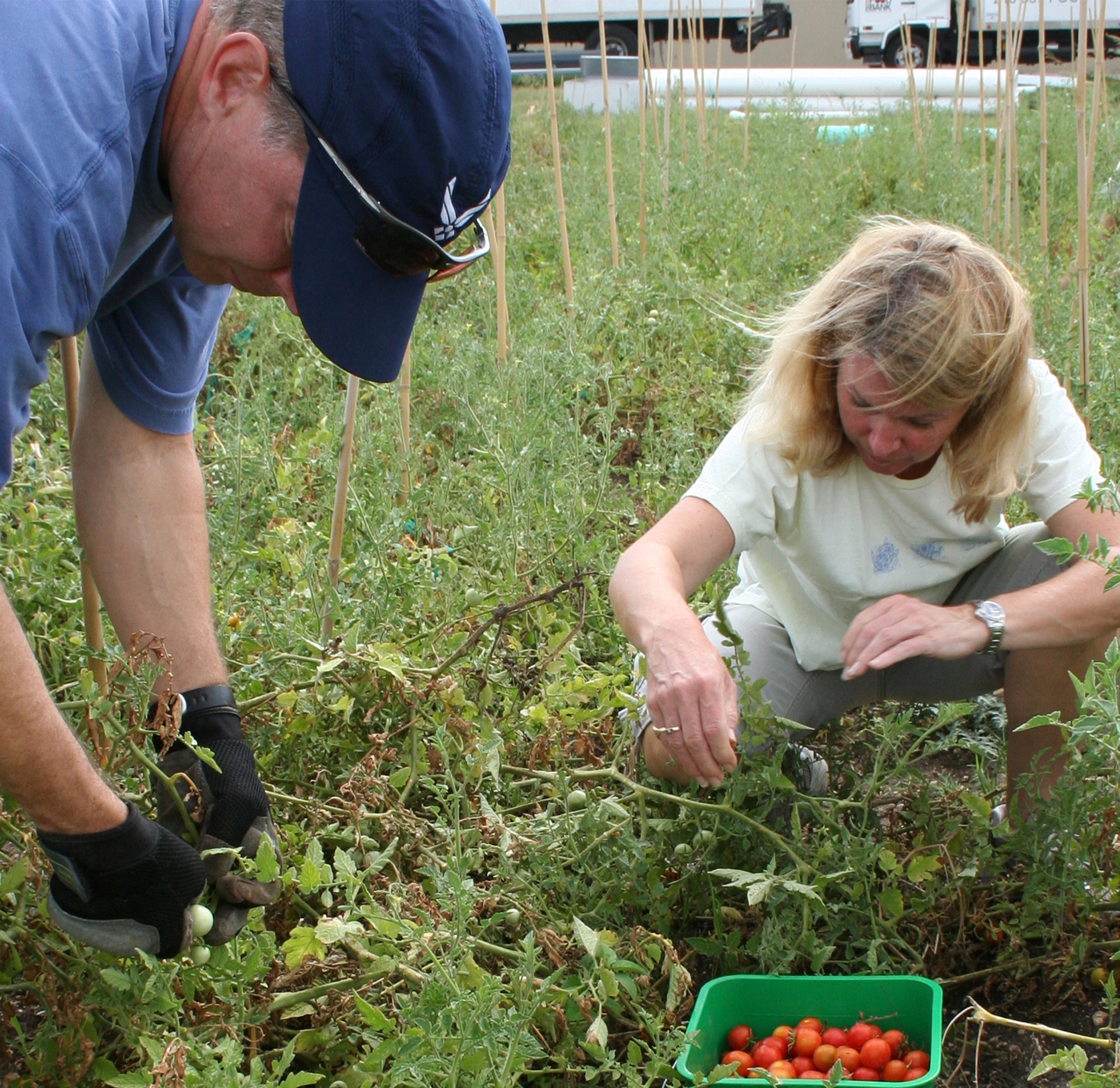 Air Force Personnel Center assignments director Col. David Slade and his wife Suzy help harvest tomatoes July 1, 2011, at the San Antonio Food Bank. (U.S. Air Force photo/Debbie Gildea)