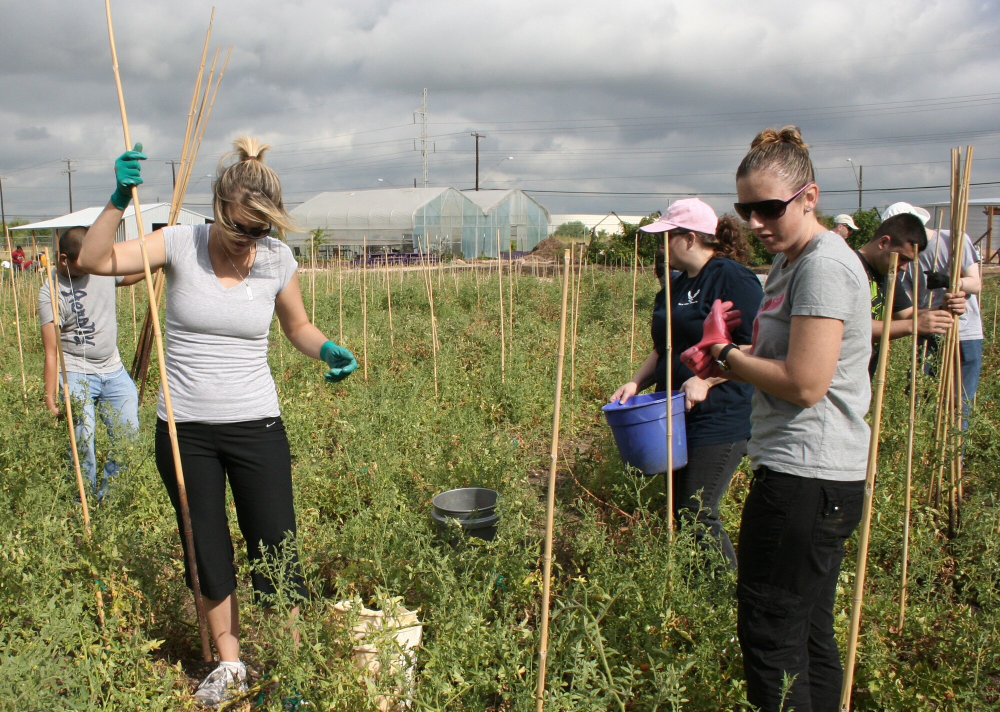 Air Force Personnel Center assignment team volunteers harvest produce July 1, 2011, at the San Antonio Food Bank. (U.S. Air Force photo/Debbie Gildea)
