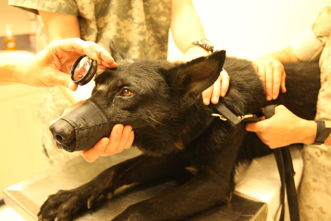 Igor, a military working dog with Military Police Support Company, II Marine Expeditionary Forces gets a physical examination at Tarawa Terrace Veterinary clinic aboard the Marine Corps Base Camp Lejeune housing area, July 6. When working dogs deploy, a physical examination is required before and after any deployment. (Official U.S. Marine Corps photo by Pfc. Nik S. Phongsisattanak)