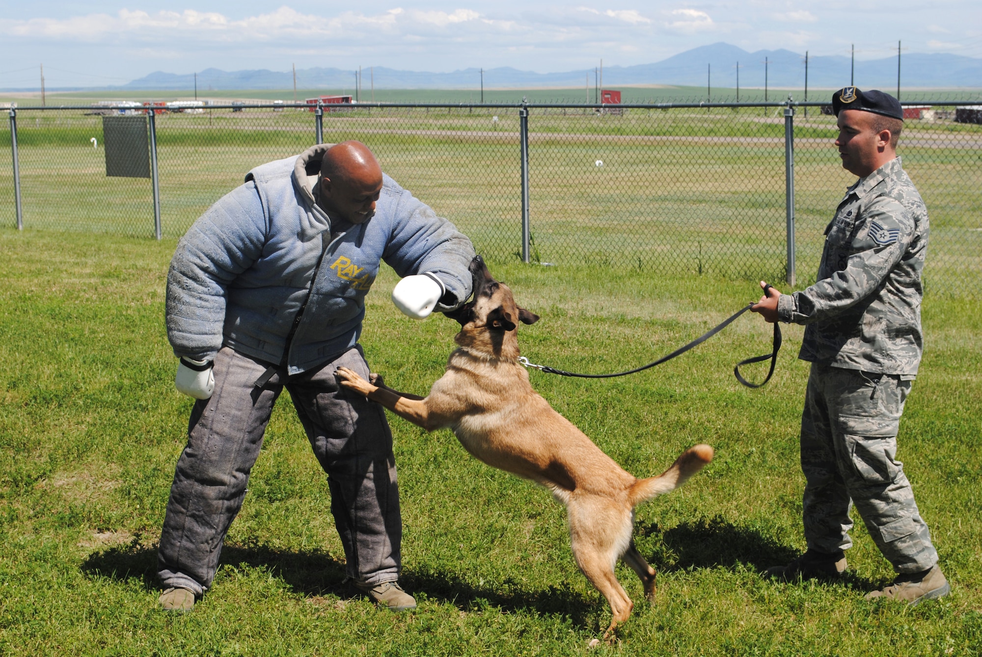 Brig. Gen. (Sel) Anthony Cotton, 341st Missile Wing commander, experiences what it's like to be bit by Tom, a 3-year-old Belgian Malinois military working dog, as Tom's trainer, Staff Sgt. Sam Enrico, 341st Security Forces Squadron K-9 handler, gives him commands.  Brig. Gen. (Sel) Cotton visited the handlers on their grounds June 24.  (U.S. Air Force photo/Airman Cortney Hansen)