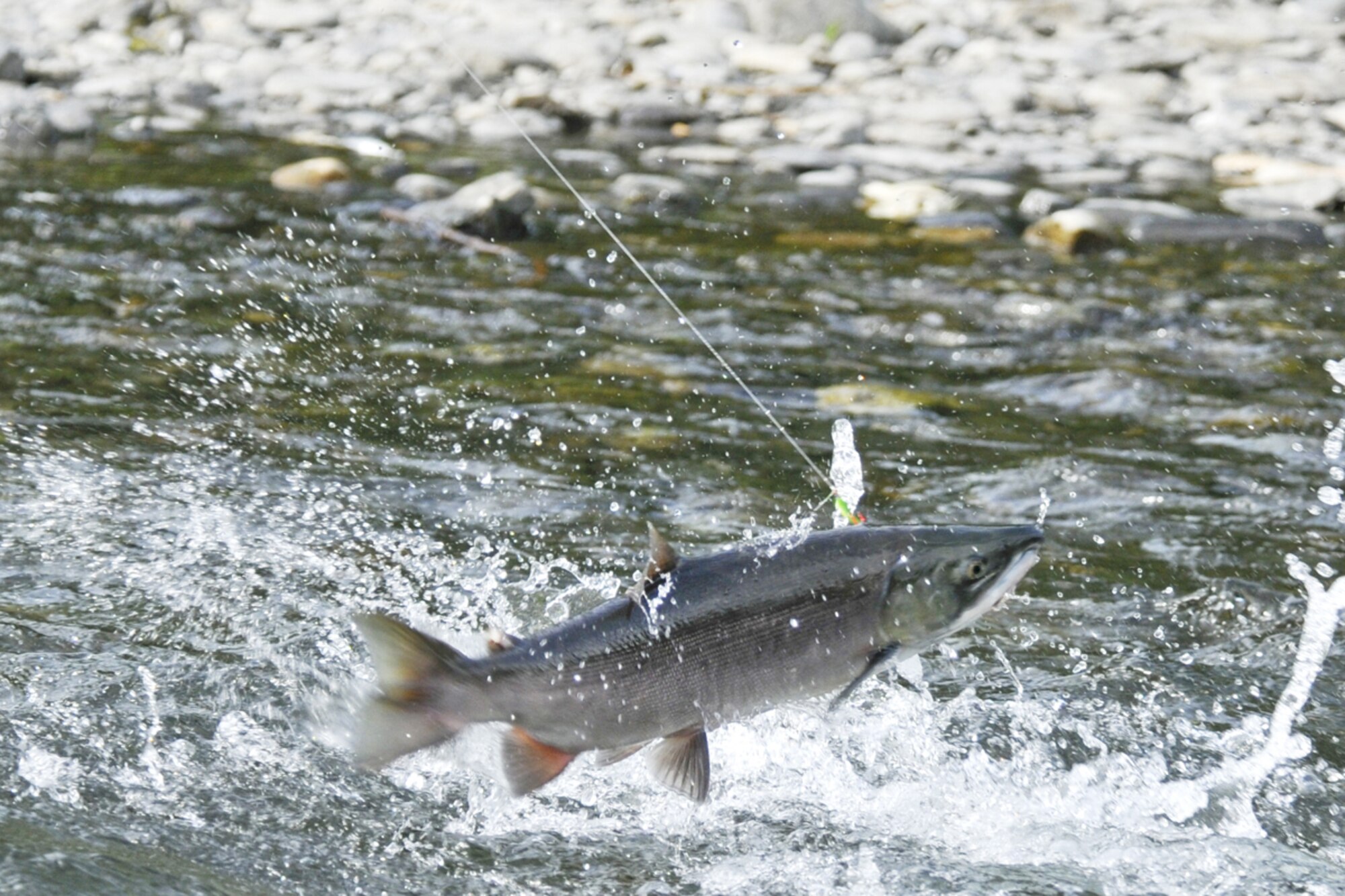 A red salmon from the Russian River, near Cooper’s Landing, Alaska, fi ghts the hook. Red or sockeye salmon are plentiful in the Russian and Kenai rivers during the summer and are famous for putting up a hard fi ght. Large sockeye can weigh up to 12 pounds and are known as the tastiest of salmon. (U.S. Air Force photo/Steve White)