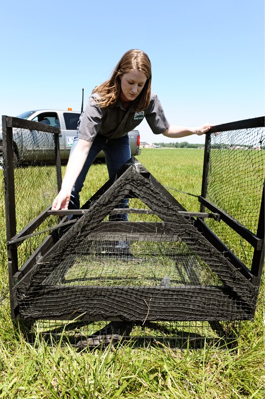 SCOTT AIR FORCE BASE, Ill. -- Erica McDonald, United States Department of Agriculture Wildlife Biologist, sets up a trap to catch red tail hawks on the runway June 29. The traps, which cause no harm to both the hawks and pigeons, are designed to catch the birds to be release back into a safe habitat. Ms. McDonald is part of the Scott AFB Bird/Wildlife Aircraft Strike Hazard program, which aims to reduce the number of aircraft strike incidents while also preserving wildlife. (U.S. Air Force photo/ Staff Sgt. Brian Valencia)