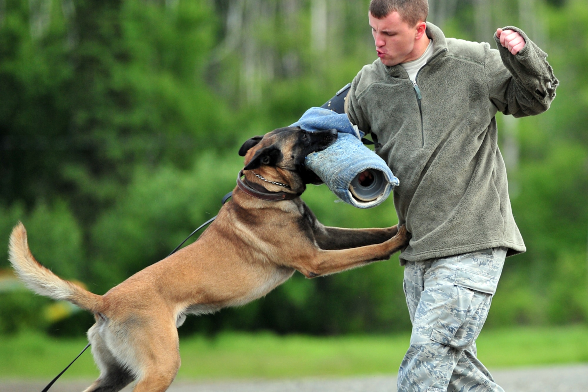 JOINT BASE ELMENDORF-RICHARDSON, Alaska ???- Air Force Staff Sgt. Matthew Byrnes of 673d SFS, practices bite work with Belgian Malinois Dusty during K-9 explosives training at Hillberg Ski Area. Explosive-detecting dogs can sniff out threats at airports as well as improvised explosive devices in combat. (U.S. Air Force photo/Justin Connaher)