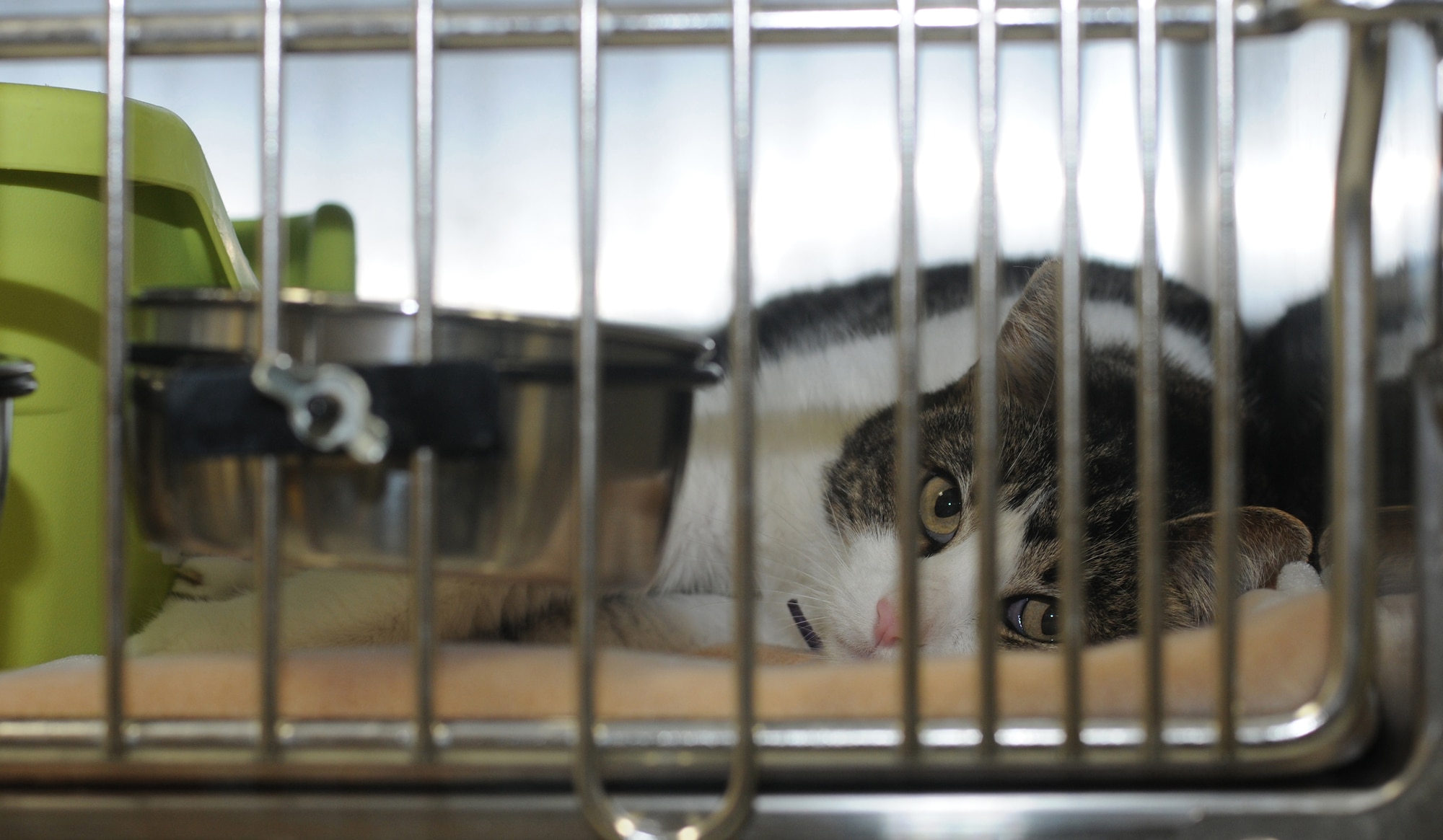 YOKOTA AIR BASE, Japan -- A cat at the Pet Care Center looks out its cage while falling asleep at Yokota Air Base, Japan, July 7, 2011. The center provides shelter for animals that have deployed or vacationing family members. (U.S. Air Force photo/Airman John D. Partlow)