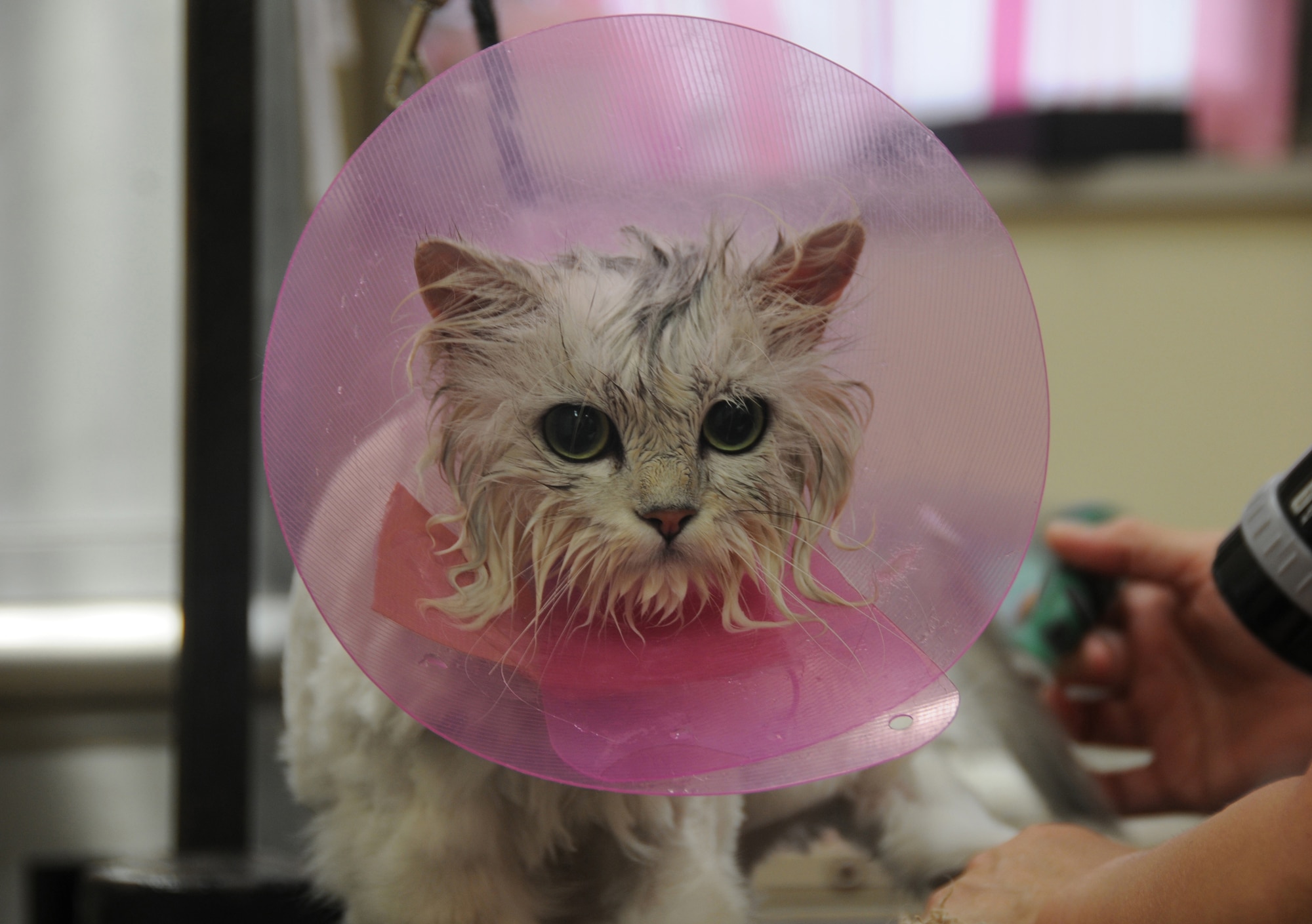 YOKOTA AIR BASE, Japan -- A cat stands while its hair is groomed at the Pet Care Center at Yokota Air Base, Japan, July 7, 2011. The center provides grooming services for dogs and cats. (U.S. Air Force photo/Airman John D. Partlow)