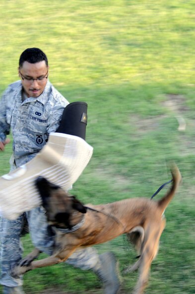 Dyngo, Military Working Dog assigned to the 56th Security Forces Squadron, attempts to subdue Staff Sgt. Steven Bruner after he tries to flee during a demonstration at Freedom Fest at Luke Air Force Base, Ariz., July 4, 2011. Dyngo, who recently returned from a deployment, is slated to deploy again to Afghanistan in fall of 2011. (U.S Air Force photo by Staff Sgt. Jason Colbert)
