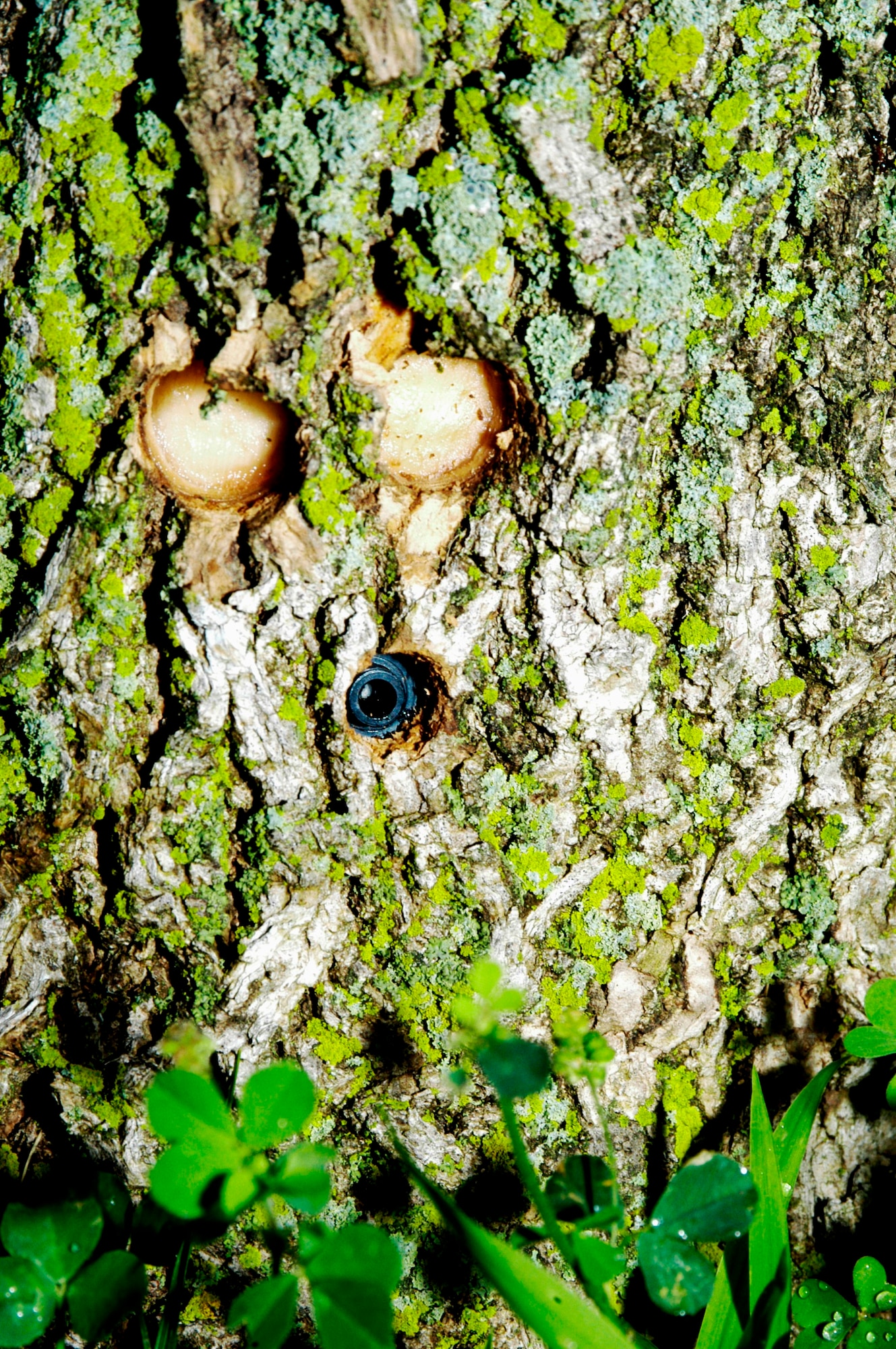 Burrowed hole where natural tree hormone was injected at the bottom with samples taken just above it. (U.S. Air Force photo by Ted Theopolos)