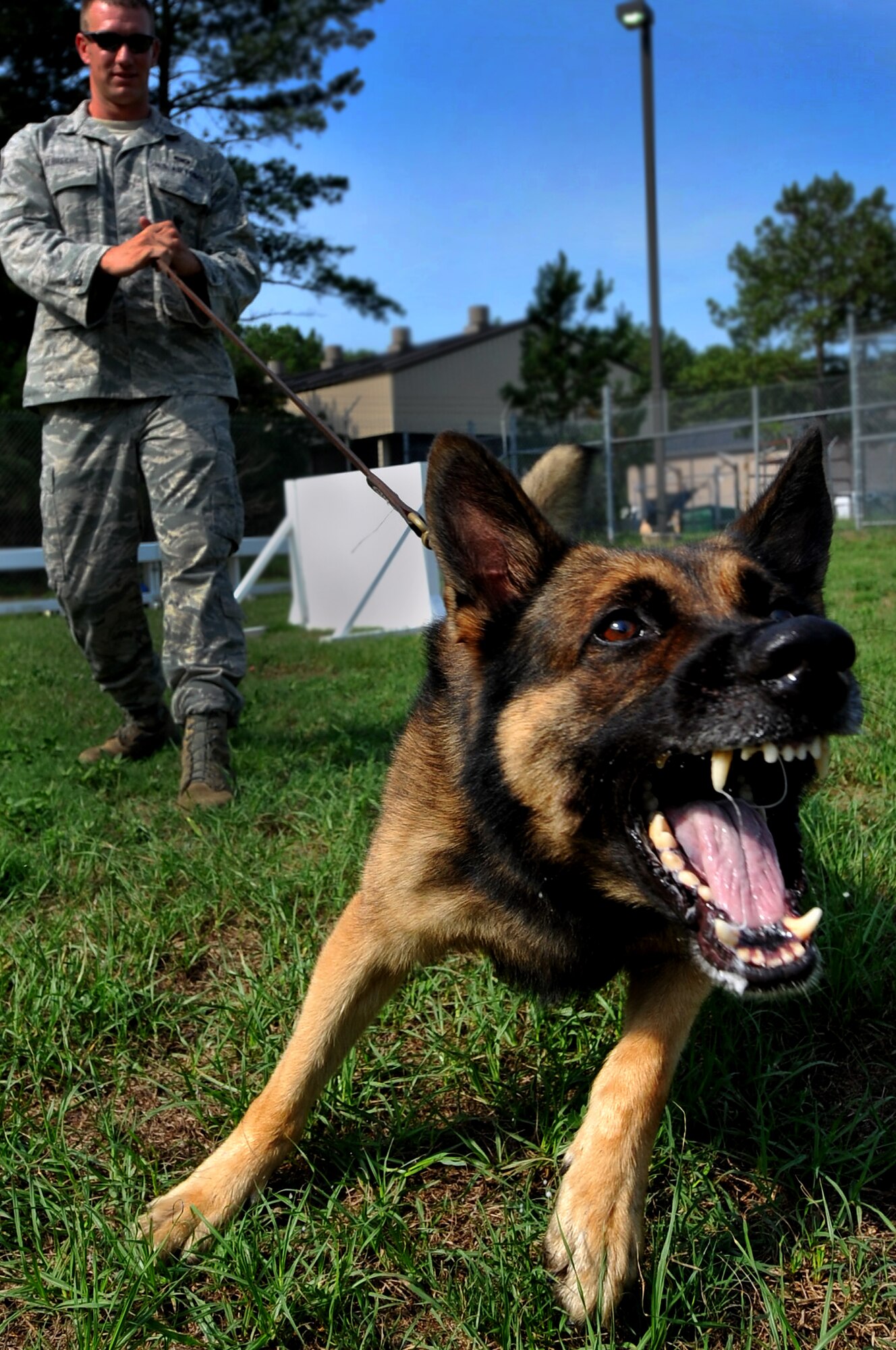 Military working dog Markey viciously charges forward just before Staff Sgt. Jason Albrecht, 20th Security Forces Squadron senior military working dog handler, lets him off of his leash during suspect pursuit training at Shaw Air Force Base, S.C., July 13, 2011. The 20th SFS MWD trainers work hard to train and prepare dogs like Markey for real world situations, such as drug raids, patrols and other specialized mission functions for the Department of Defense and government agencies. (U.S. Air Force photo by Senior Airman Kenny Holston)(Released)

