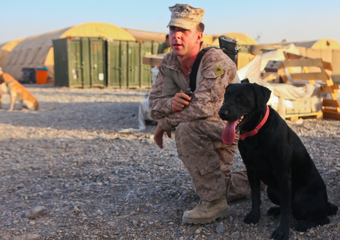 Seaford, Del., native Lance Cpl. Tyler Wood, a dog handler with 2nd battalion, 8th Marine Regiment, kneels next to his dog, Cpl. Ace.  The handlers remain with their dogs for approximately a year, working with them during training and then deploying with them.
