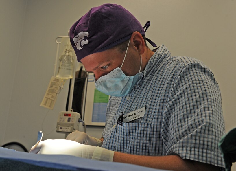 Veterinarian Dr. Darrin Olson operates on a dog at the vet clinic on Barksdale Air Force Base, La., April 13. The clinic performs parasite testing, heartworm testing, micro-chip implanting, spay and neuters, vaccinations, routine dental procedures and surgeries. (U.S. Air Force photo/Airman 1st Class Micaiah Anthony)(RELEASED)