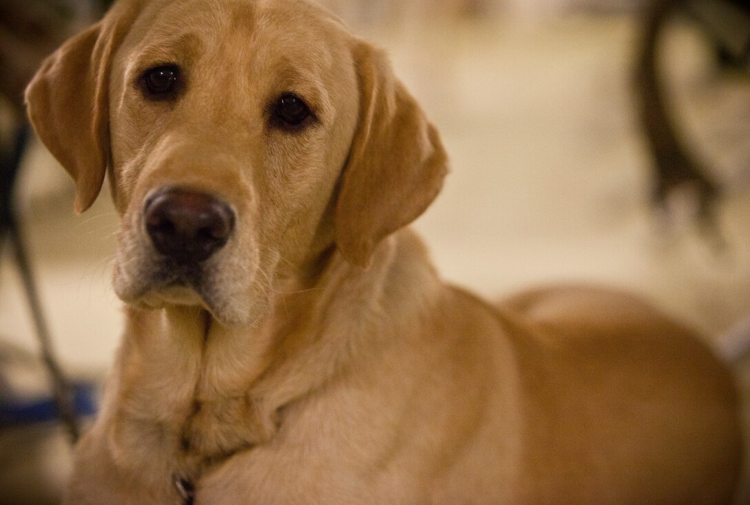 Cpl. Cade, a yellow lab, poses for a photo  before training with his owner Zanesville, Ohio, native Lance Cpl. Stephen Kessler.  The handlers and their dogs are commonly paired together by similar personalities.