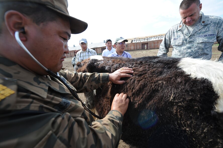 Delgerkhaan, Mongolia - U.S. Air Force veterinarian, Maj. (Dr.) Douglas Riley of 13th Air Force, Joint Base Pearl Harbor-Hickam, Hawaii watches as Mongolian Armed Forces veterinarian, Capt. Giantugs Gialtmaa examines a sick cow at a dairy farm in Ulziit, Mongolia, while in Mongolia on July 21 in support of Pacific Angel-Mongolia, a 13th Air Force led combined humanitarian assistance operation. This is the fourth year of Pacific Angel, but the first time the operation has been hosted n Mongolia. The operation helps cultivate common bonds and foster goodwill between the United States, Mongolia and other regional nations. In addition to veterinary training, a clinic is being refurbished and medical outreach events are being held in Ondorkhan, Delgerkhaan and Tsenkhermandal soums of the Hentii province from July 18-23.  (U.S.
Air Force photo/Master Sgt. Cohen A. Young)
