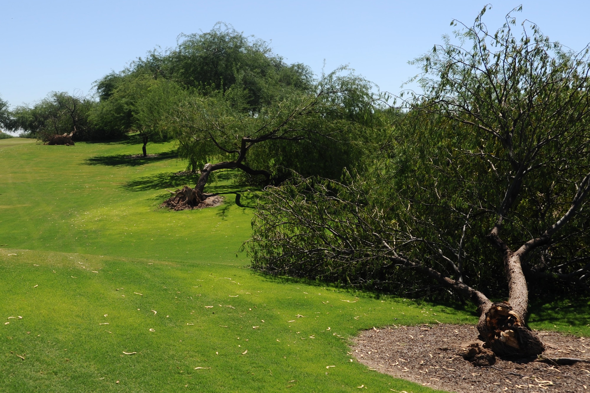 Uprooted and damaged trees lay on the Falcon Dunes Golf Course at Luke Air Force Base, Ariz. July 13 following the thunder storm July 11. Over 60 trees were damaged during the storm.  (U.S. Air Force photo by Senior Airman Tracie Forte)