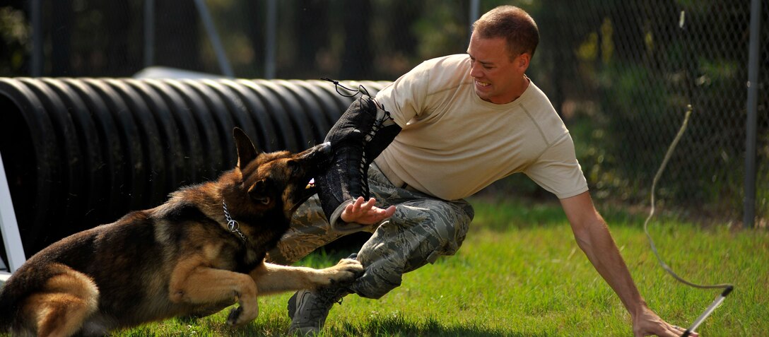 Tech. Sgt. Randall Blair, a 20th Security Forces Squadron military working dog trainer, falls away from Markey during suspect pursuit training July 13, 2011, at Shaw Air Force Base, S.C. The 20th SFS MWD trainers work hard to train and prepare dogs, like Markey, for real world situations, such as drug raids, patrols and other specialized mission functions for the Department of Defense and government agencies. (U.S. Air Force photo/Senior Airman Kenny Holston)