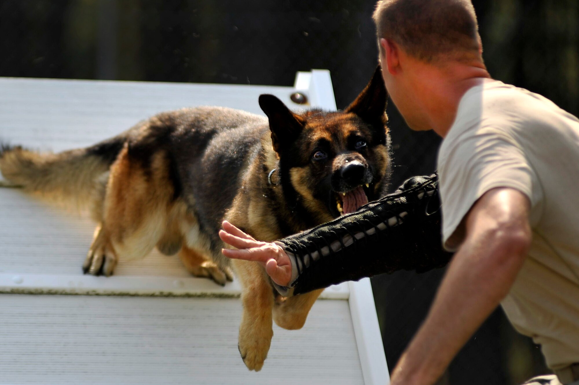 Military working dog Markey lunges off of an A-frame obstacle at Tech. Sgt. Randall Blair, a 20th Security Forces Squadron military working dog trainer, during suspect pursuit training July 13, 2011, at Shaw Air Force Base, S.C. The 20th SFS MWD trainers work hard to train and prepare dogs, like Markey, for real world situations such as drug raids patrols, and other specialized mission functions for the Department of Defense and government agencies. (U.S. Air Force photo/Senior Airman Kenny Holston)
