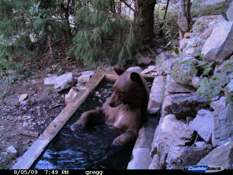 Kirtland Air Force Base, N.M.  -- A bear cools off in a livestock tank in Sol Sel Mete Canyon at Kirtland Air Force Base. The base has 22,000 undeveloped acres inhabited only by wildlife. The KAFB Natural Resources Office has a system of cameras set up throughout the undeveloped areas on the base to track the wild animal's movements. (courtesy photo)