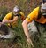 Members of Joint Base McGuire-Dix-Lakehurst take cover after a chemical warfare scenario during a confidence course July 26, 2011, at Joint Base Lewis-McChord, Wash.  The Airmen are the first to compete at Air Mobility Rodeo..  (U.S. Air Force photo/Senior Airman Abigail Klein)