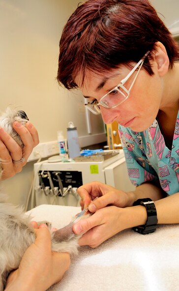 RAF FELTWELL, England – Ross Flick, veterinary technician, applies a catheter to a dog at the RAF Feltwell Veterinary Clinic, in preparation for a surgery July 21, 2011.  The catheter is used to allow easy administration of the anesthesia, fluids and any drugs that may be needed throughout the surgery. (U.S. Air Force photo/Senior Airman Ethan Morgan)