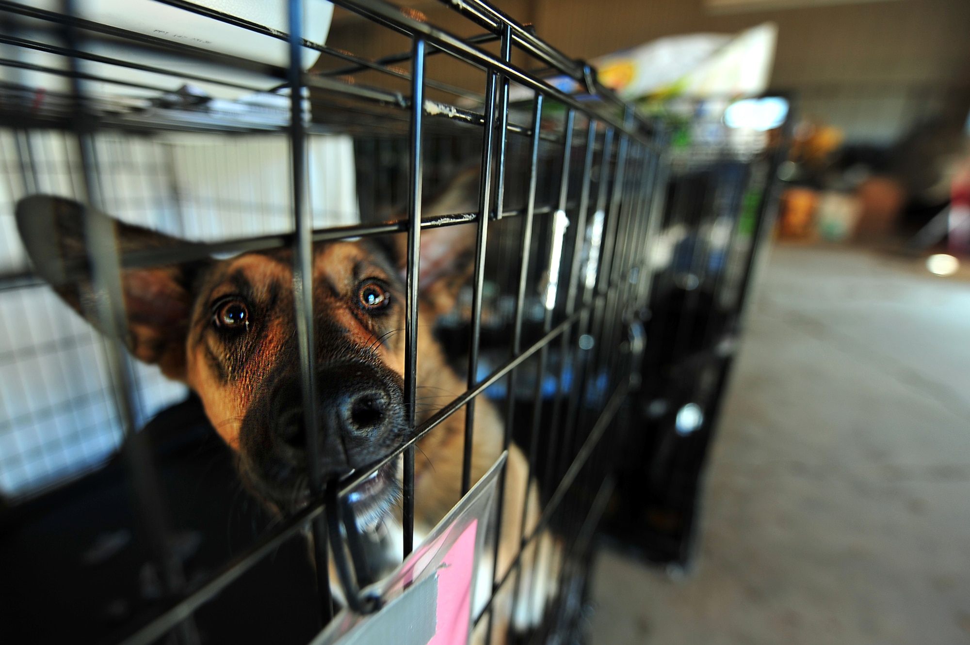 MINOT, N.D. -- Pictured here is one of the many dogs staying at the Souris Valley animal shelter here, July 22. The Souris Valley animal shelter is boarding pets at the North Dakota State University Extension Center, and encourages anyone who had to evacuate due to recent flooding, to board their pet and not leave them behind. (U.S. Air Force photo/ Senior Airman Jesse Lopez) 